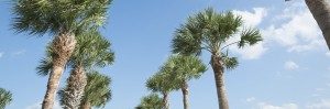 Two rows of palm trees are swaying in the wind against a blue sky