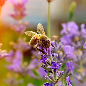 honey bee on top of purple flower in a field