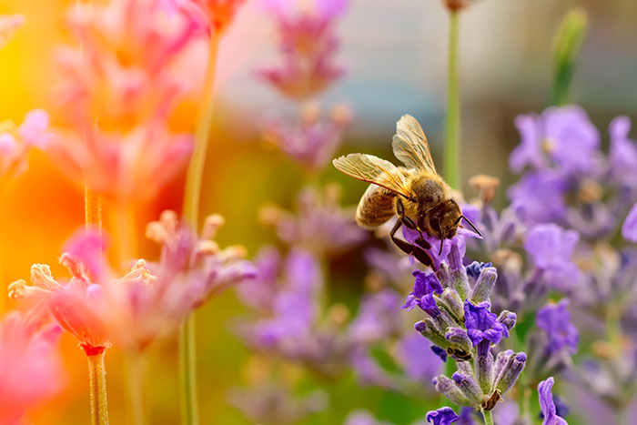 honey bee on top of purple flower in a field