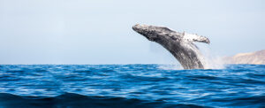whale breeching in ocean