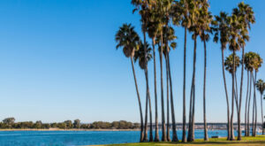palm trees at Mission Bay