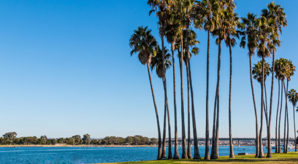 palm trees at Mission Bay
