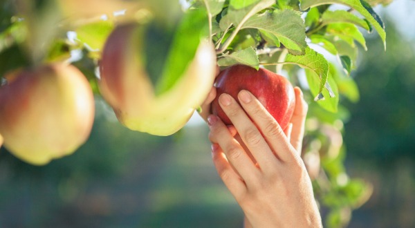 picking apples